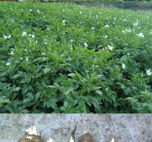 烘干機(jī)廠：白芷種植技術(shù)管理