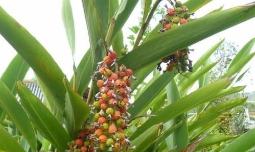 烘干機(jī)廠：砂仁種植技術(shù)管理