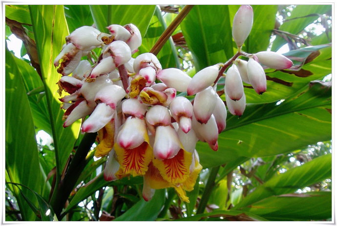 烘干機(jī)廠：草豆蔻種植技術(shù)及管理