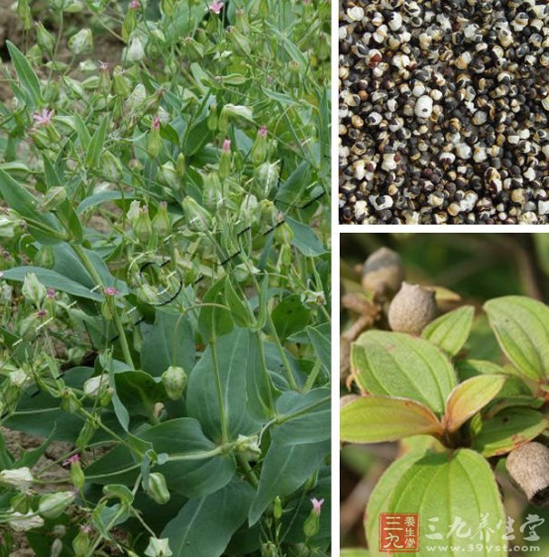 烘干機(jī)廠：王不留行種植技術(shù)及管理